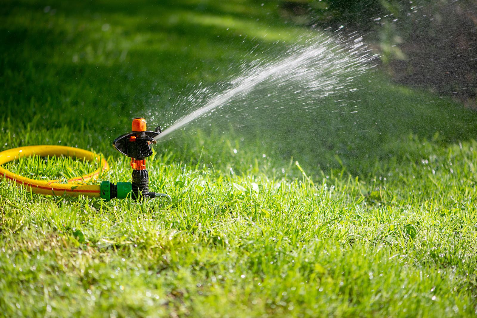 Rotating sprinkler on a garden hose spraying water on grass