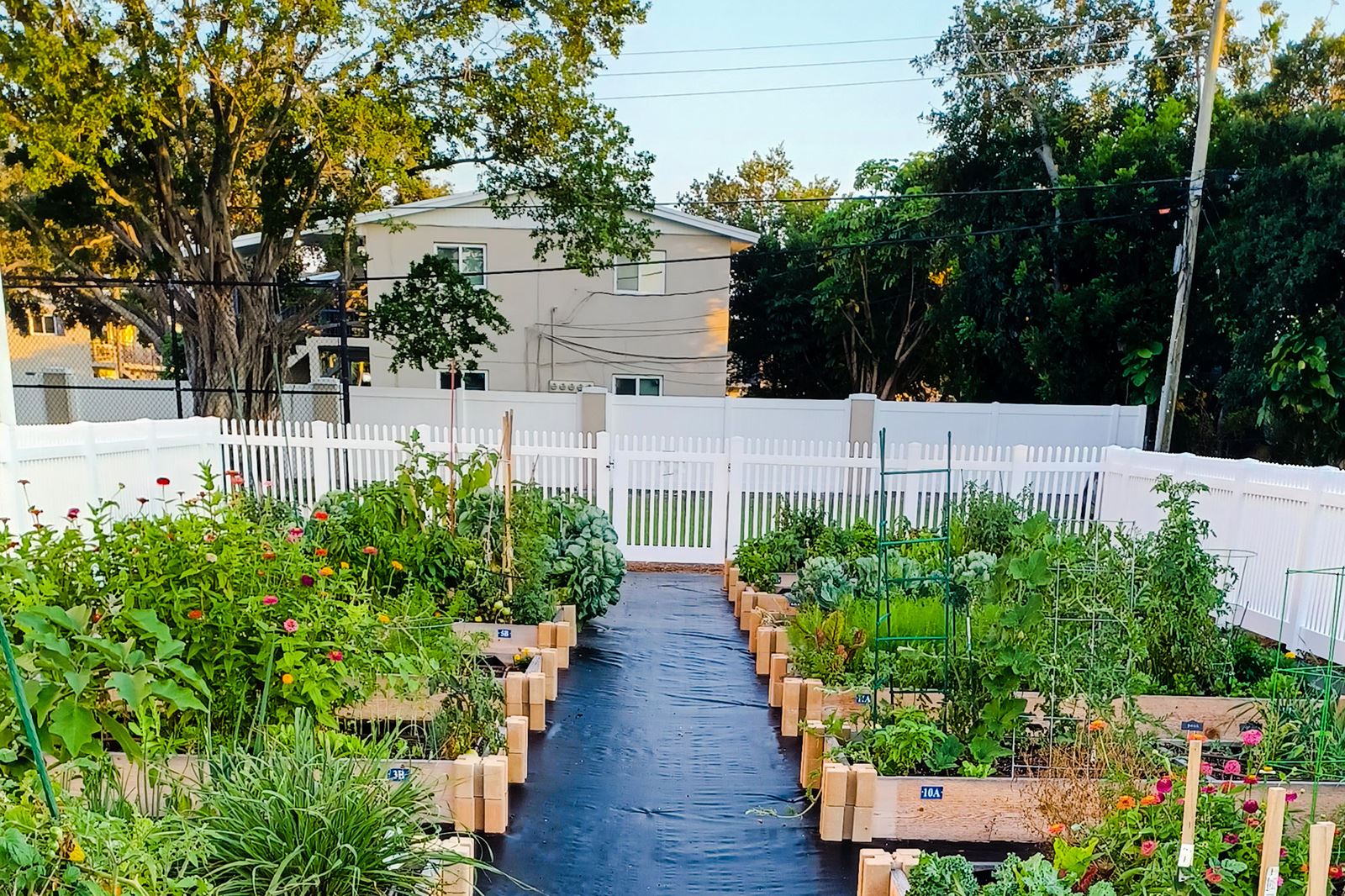Community Garden showing rows of planters with vegetation growing. 