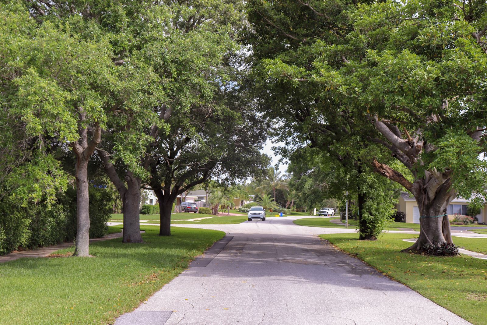 Tree canopy over road