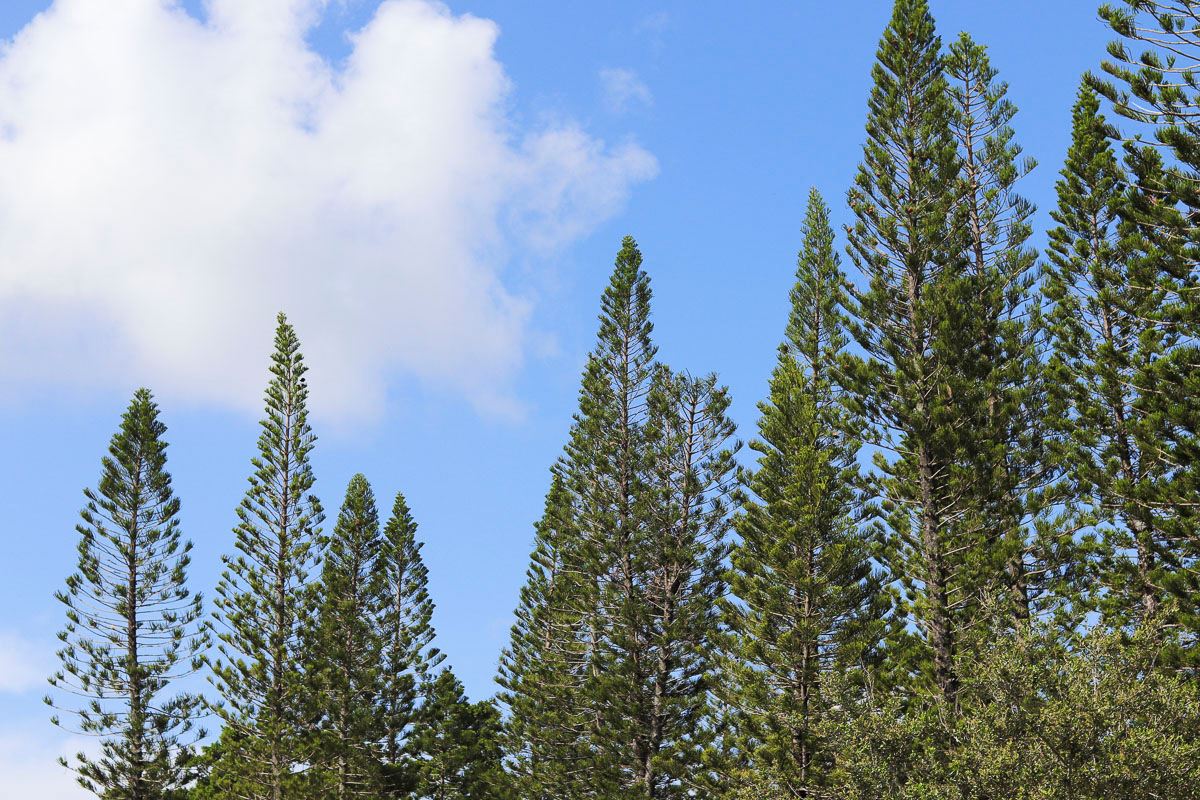 Tops of several tall pine trees at Village golf course