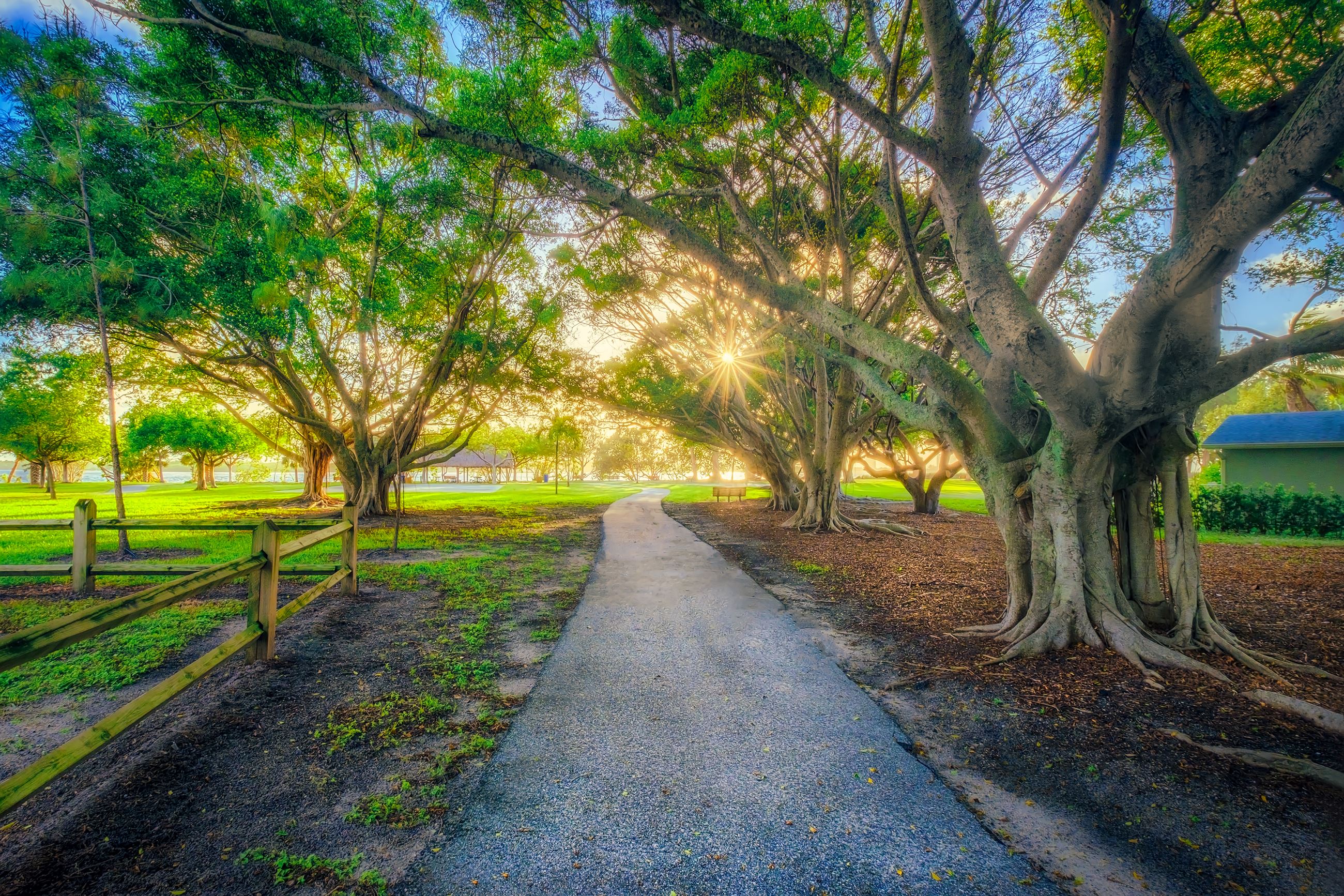 Photos of Lakeside Park North Palm Beach Ficus Tree Strangler Vine Square
